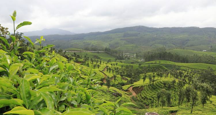 Weelderige groene heuvelachtige landschappen met theeplantages.