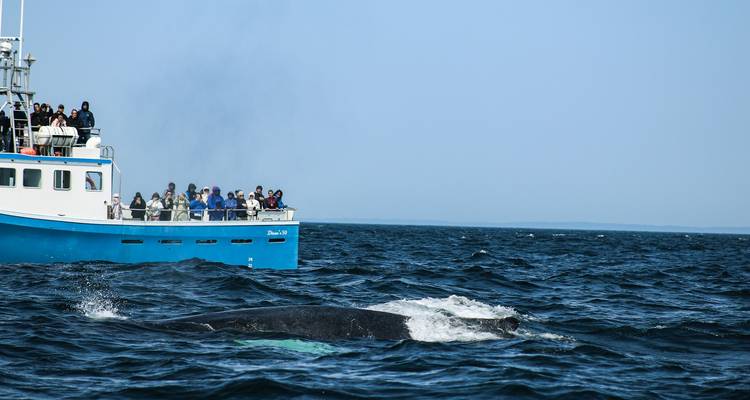 Een boot met mensen die naar een walvis kijken die boven water komt.