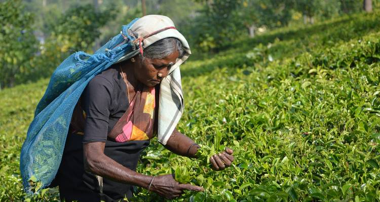 Mujer cosechando hojas de té en una plantación.