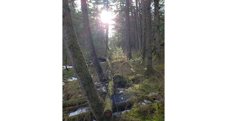 Sunlight filtering through a dense forest with fallen trees and a small stream.