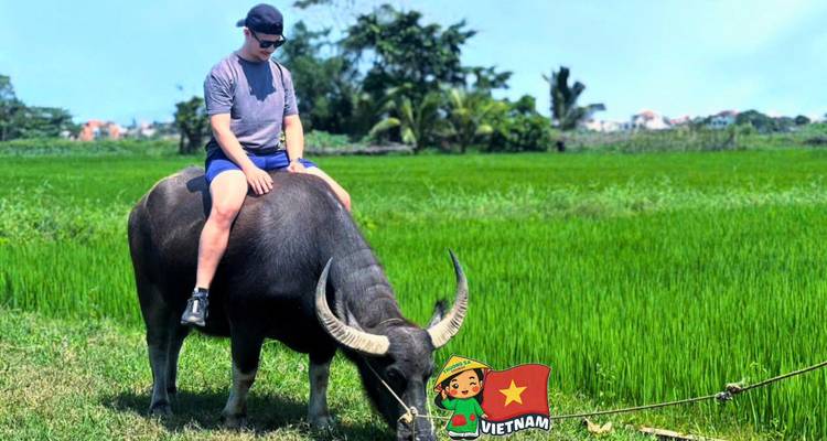 Un viajero monta un búfalo de agua a través de un vivido campo de arroz verde.