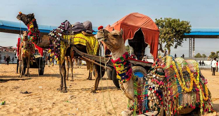 Camellos decorados de forma vibrante en una feria, posiblemente en Pushkar.