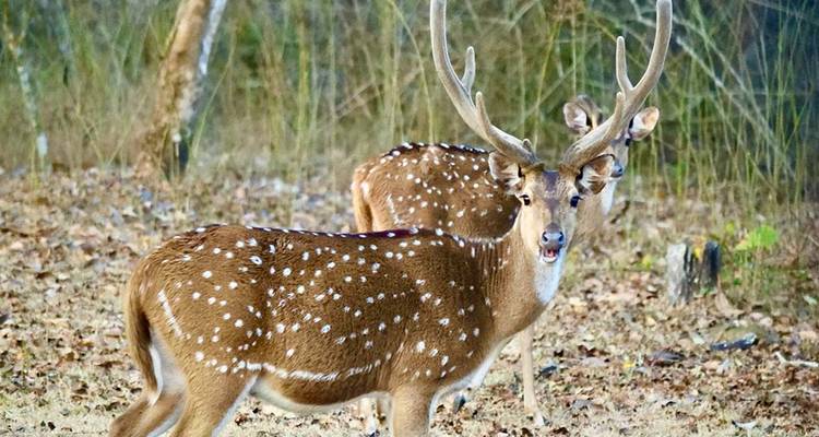 Gefleckter Hirsch in einem bewaldeten Gebiet.