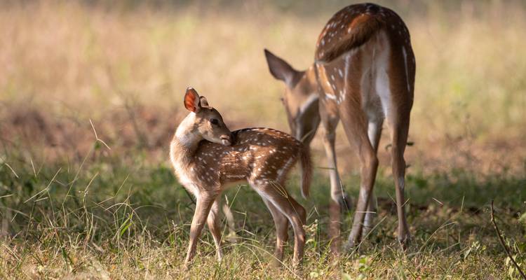 Zwei gefleckte Hirsche auf einer Waldlichtung.