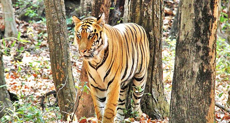 Tiger, der in einem Wald mit herabgefallenen Blättern läuft.