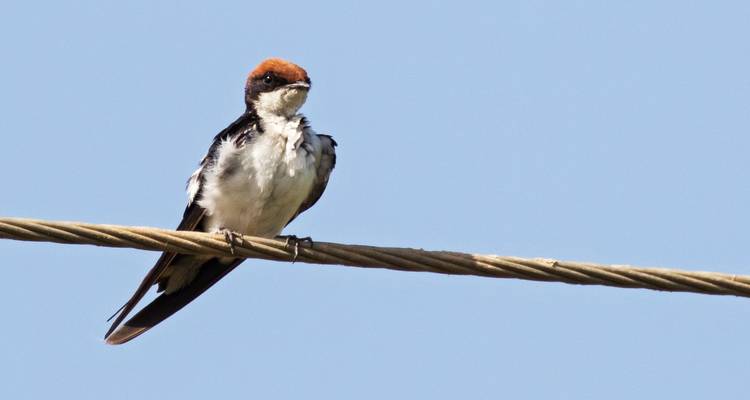 Vogel sitzt auf einem Draht vor klarem Himmel.