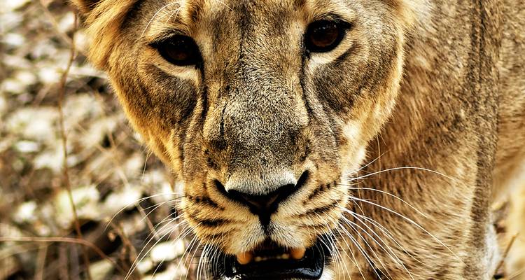 Nahaufnahme eines Löwengesichts mit intensivem Blick.