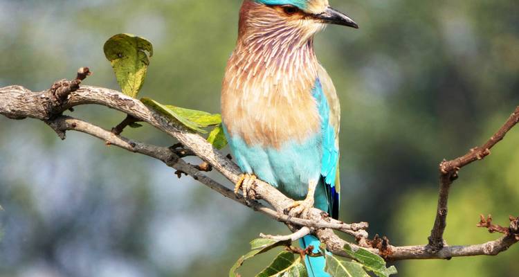 Indische Blaurake auf einem Ast sitzend.