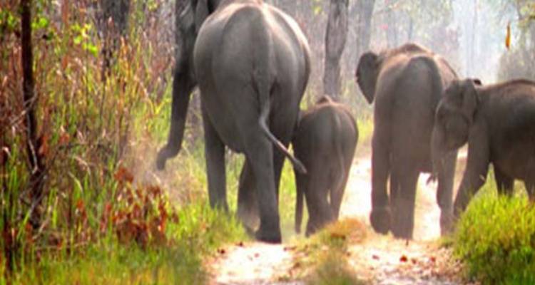 Troupeau d'éléphants marchant sur un sentier de terre à travers la forêt.