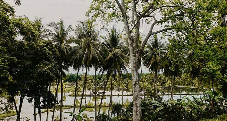 Zone tropicale dense avec de grands palmiers et un petit plan d'eau.