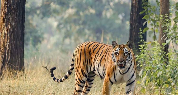 Un tigre marchant dans une zone boisée.