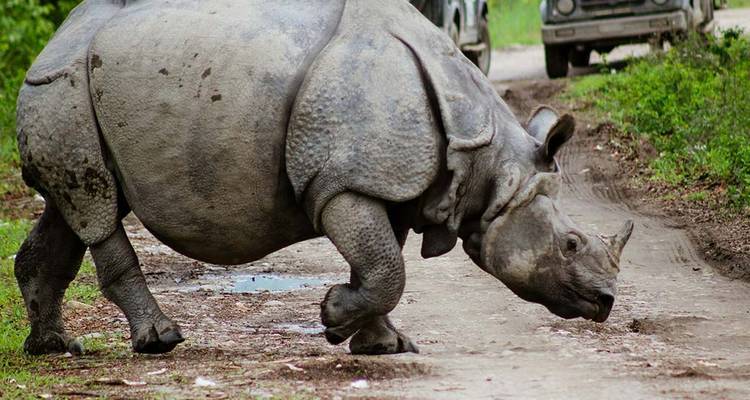 Un rhinocéros traversant un sentier de terre dans un environnement naturel.