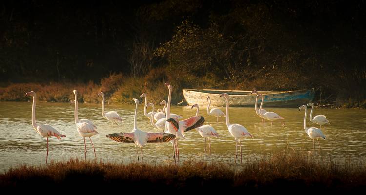 Flamants roses debout dans un lac serein avec un bateau en arrière-plan.