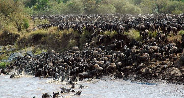 Immense troupeau de gnous traversant une rivière pendant la migration.