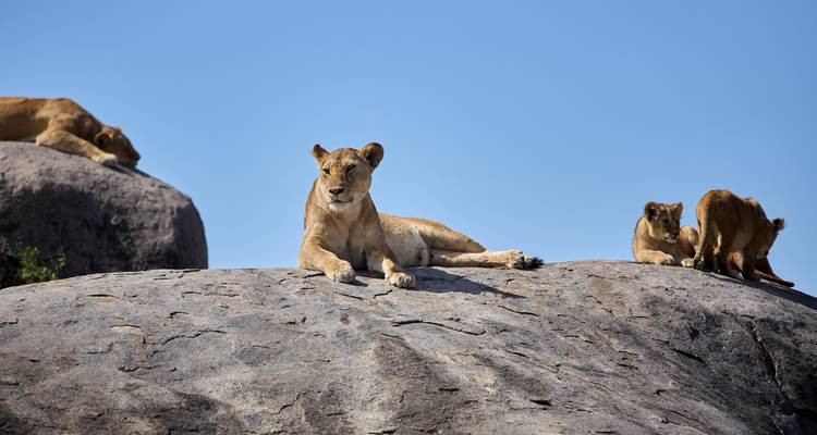 Lions se reposant sur des formations rocheuses dans le Serengeti.