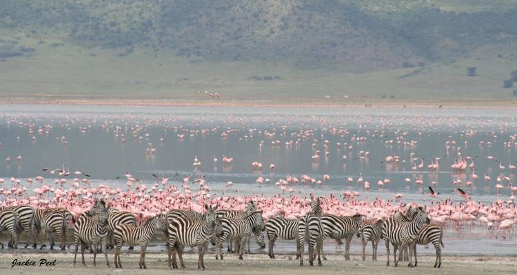 Plusieurs zèbres près d'un lac avec des flamants roses.