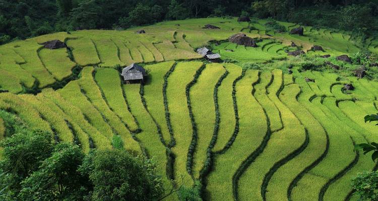 Terraced rice fields in Chiang Mai, Thailand.