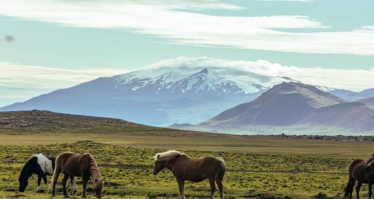 Des chevaux qui broutent dans un champ avec en arrière-plan une montagne enneigée.