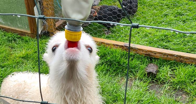 Animal dans une ferme, buvant au biberon.