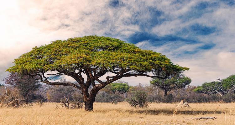 Single large acacia tree in a savannah landscape under a blue sky.