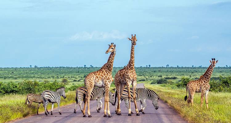 Giraffes and zebras crossing a road in a vast savannah landscape.