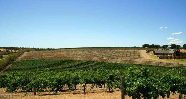 Vignoble avec des rangées de vignes et un bâtiment de cave sous un ciel bleu dégagé.