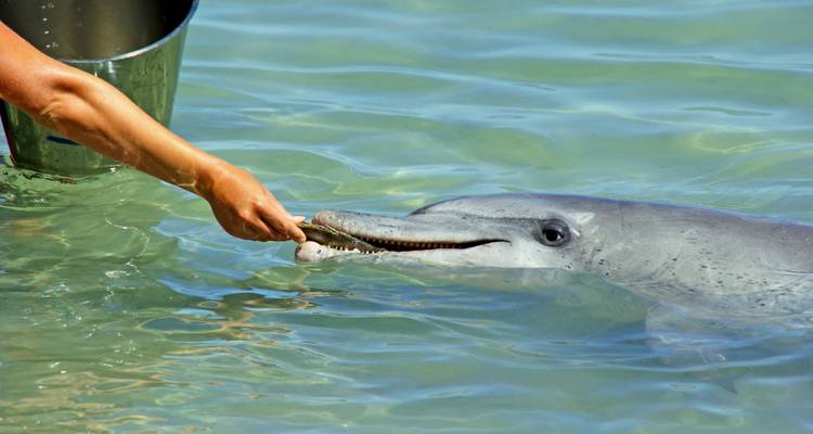 Person feeding a dolphin in clear blue waters.