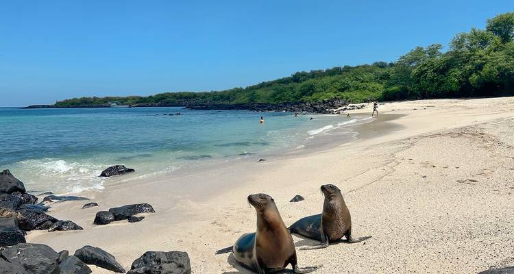 Seals on a sandy beach with turquoise water and trees in the background.