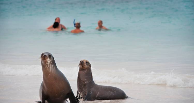Sea lions on the beach with people swimming in the background.