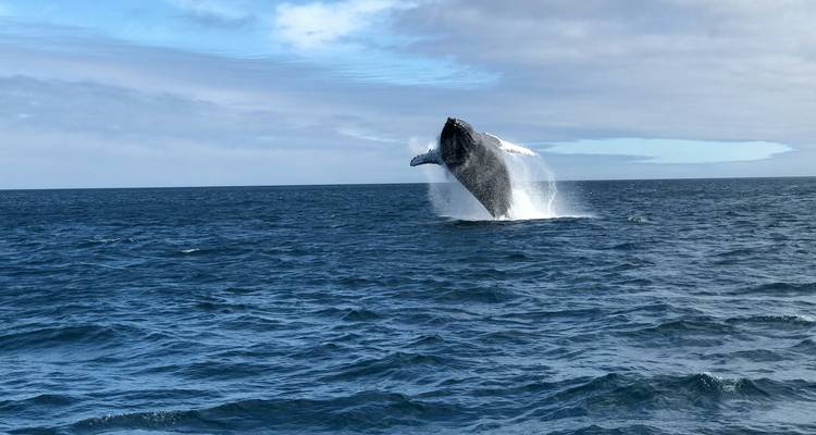 Whale breaching the ocean surface in a dramatic display.
