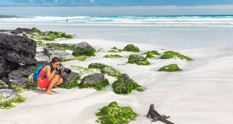 Woman photographing marine iguanas on a rocky beach.