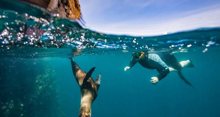 Snorkeler swimming with a sea lion underwater.