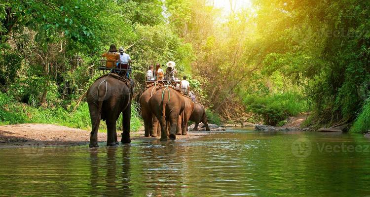Los turistas montan elefantes a través de un río poco profundo de la selva bajo la luz solar moteada.