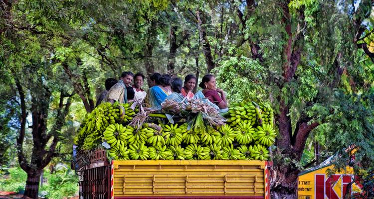 Des gens assis sur un camion chargé de bananes, sous un chemin bordé d'arbres.