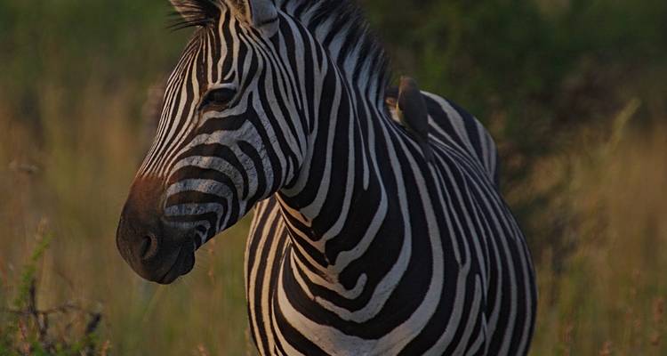 Close-up of a zebra standing in grassland.
