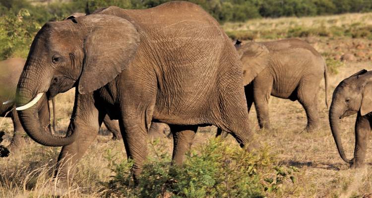 Herd of elephants walking across a grassy area.