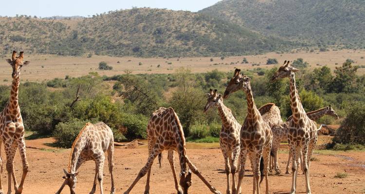 Large group of giraffes gathered in an open field.