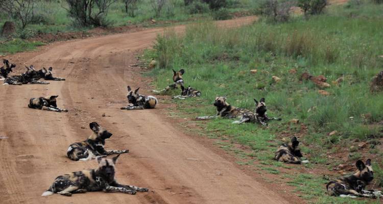 Pack of wild dogs lying on a dirt road.