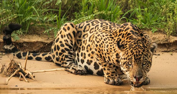 Jaguar drinking water from a river, surrounded by greenery.