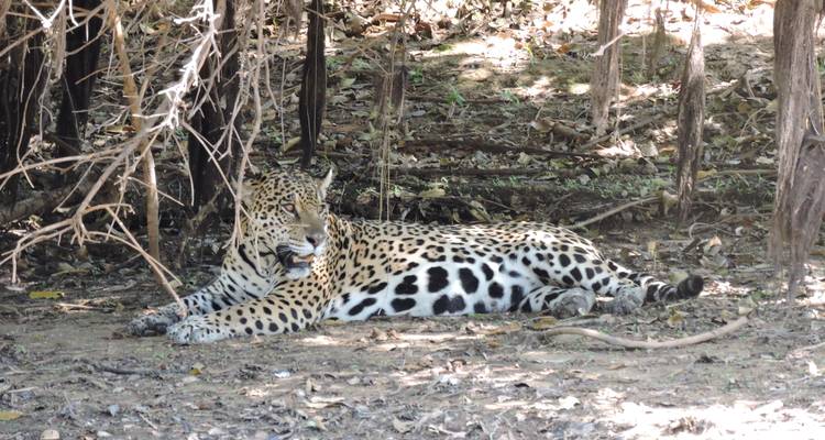 Jaguar resting in the shade under trees with dry leaves on the ground.