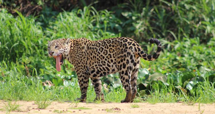 Jaguar standing with mouth open in a lush green environment.