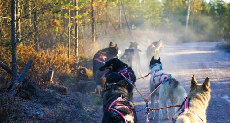 Team of sled dogs on a forest trail.
