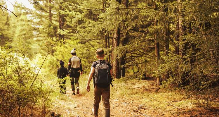 Hikers walking through a dense forest.
