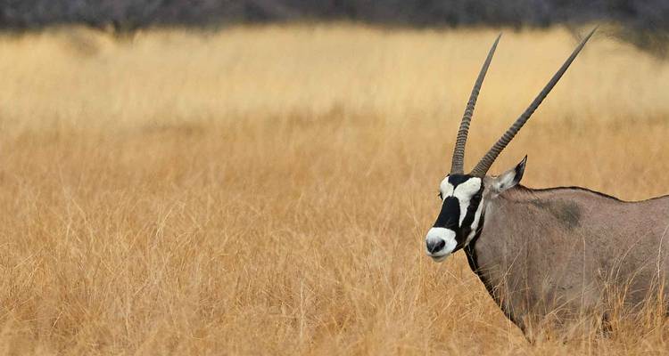 Oryx debout dans de hautes herbes sèches.