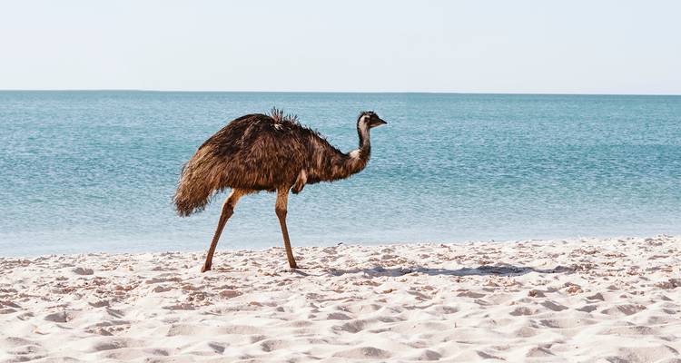 Emu walking on a beach with the ocean in the background.