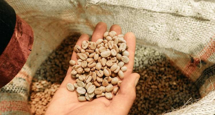 Gros plan d'une main tenant des grains de café au-dessus d'un sac.