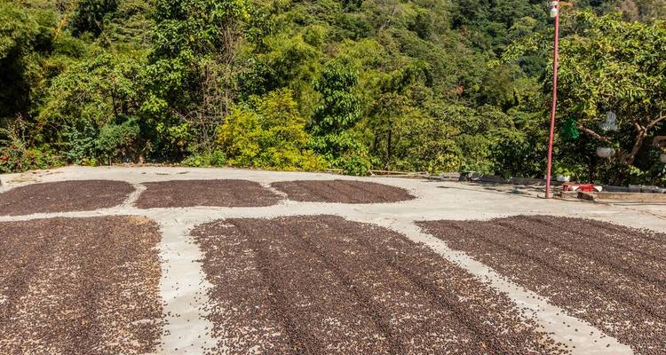 Grains de café étalés sur des patios de séchage avec un feuillage luxuriant en arrière-plan.