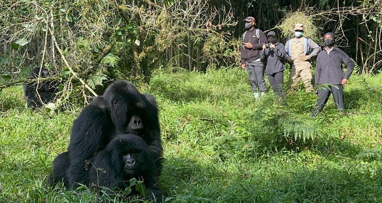 Groupe de touristes observant des gorilles dans un environnement forestier.
