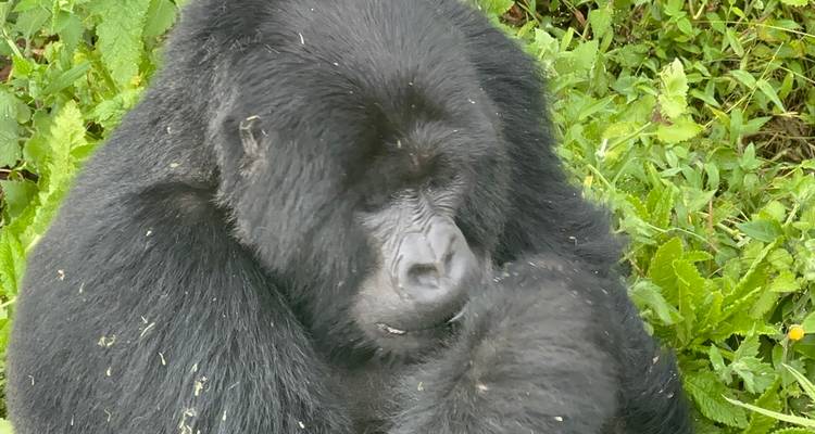 Gros plan d'un gorille assis en train de manger.