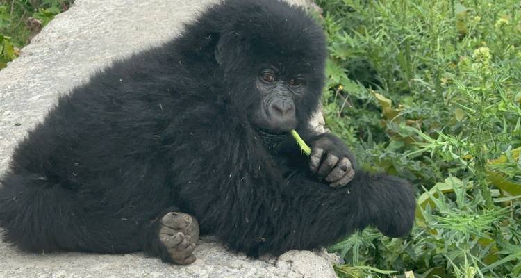 Jeune gorille assis sur un sentier avec du feuillage autour.